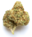 B4 strain