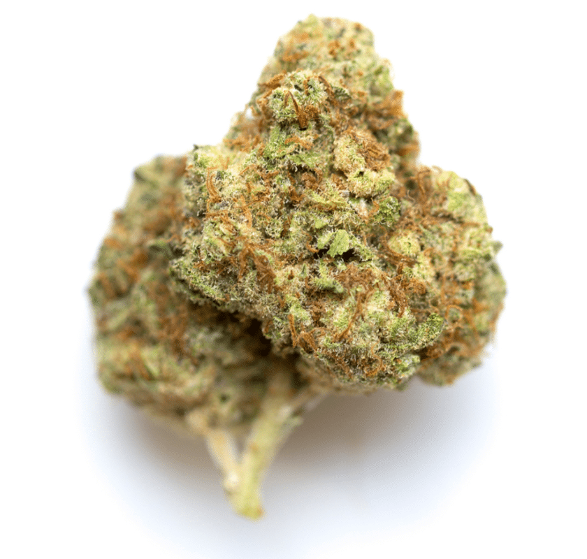 B4 strain