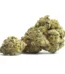 Bacio Gelato Strain