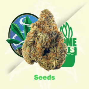 Badazz Cheese Seeds