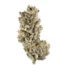 Black Cherry OG Strain