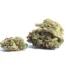 Black Dog Strain