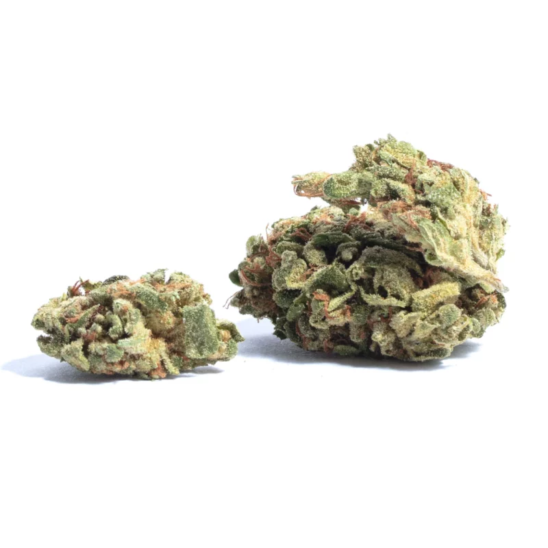 Black Dog Strain