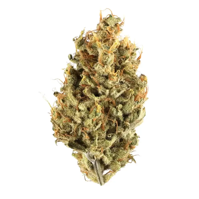 Black Jack Strain