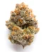 Blackberry Strain