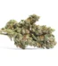 Blueberry Cookies Strain
