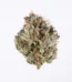 Blueberry OG Strain