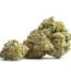 Bluniverse Strain