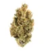 Bombsicle Strain