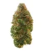 Bubblegum Gelato Strain