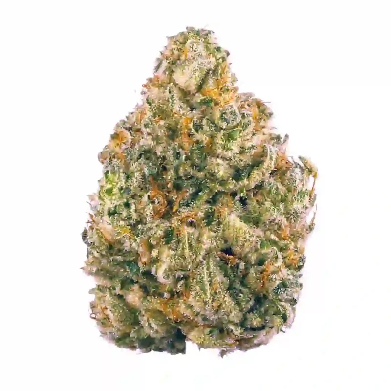 Cactus Cooler Strain
