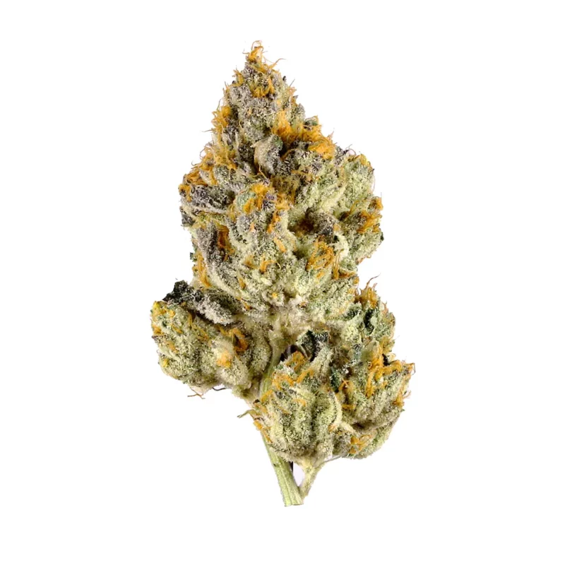 Candy Cane Strain
