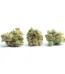 Candy Store Strain