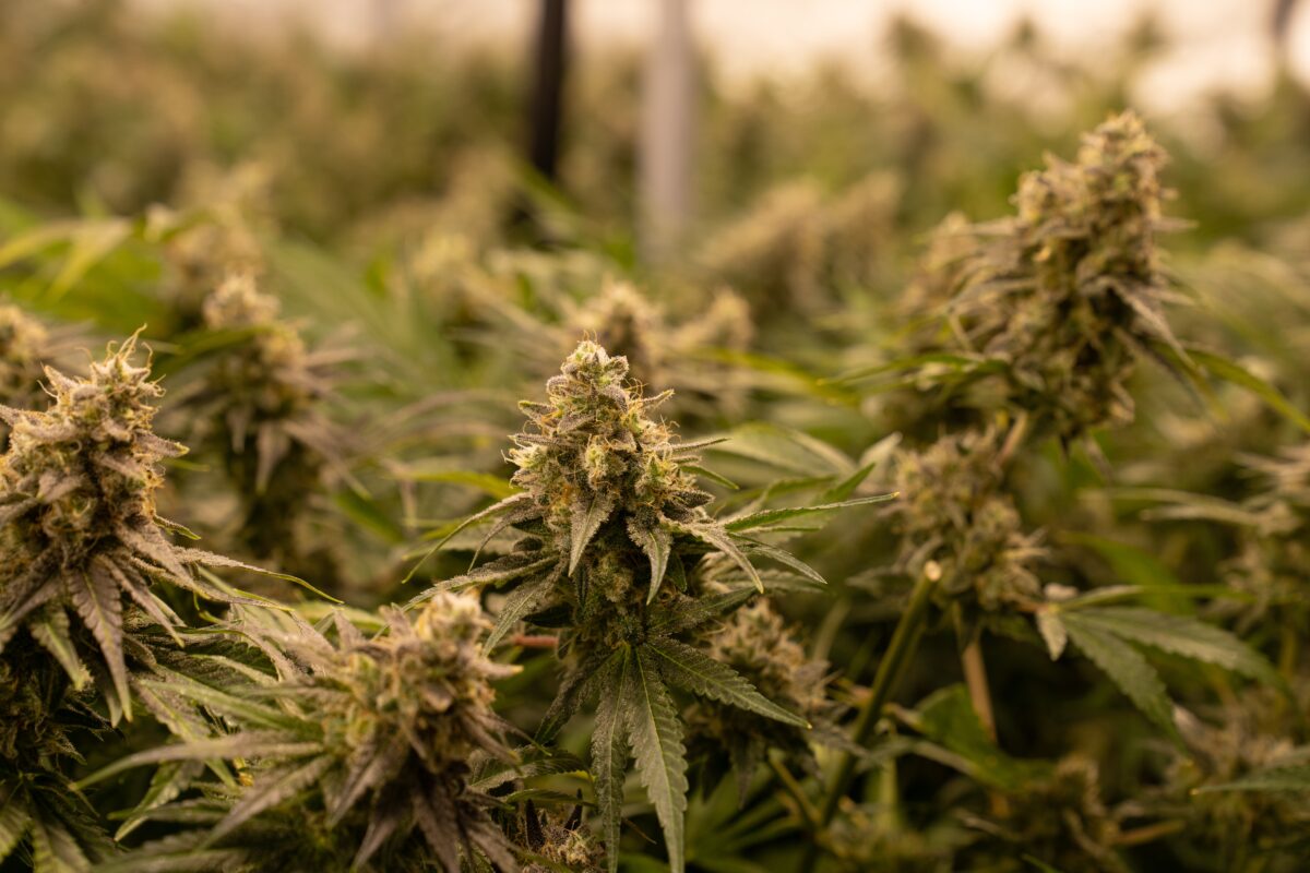 ICED OUT GENETICS - Home to best cannabis strains. We ship nationwide for FREE.