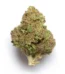 Cement Shoes Strain