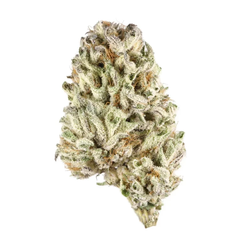 Cherry Sherbet Strain