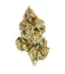 Chiesel Strain