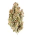 Dream Queen Strain