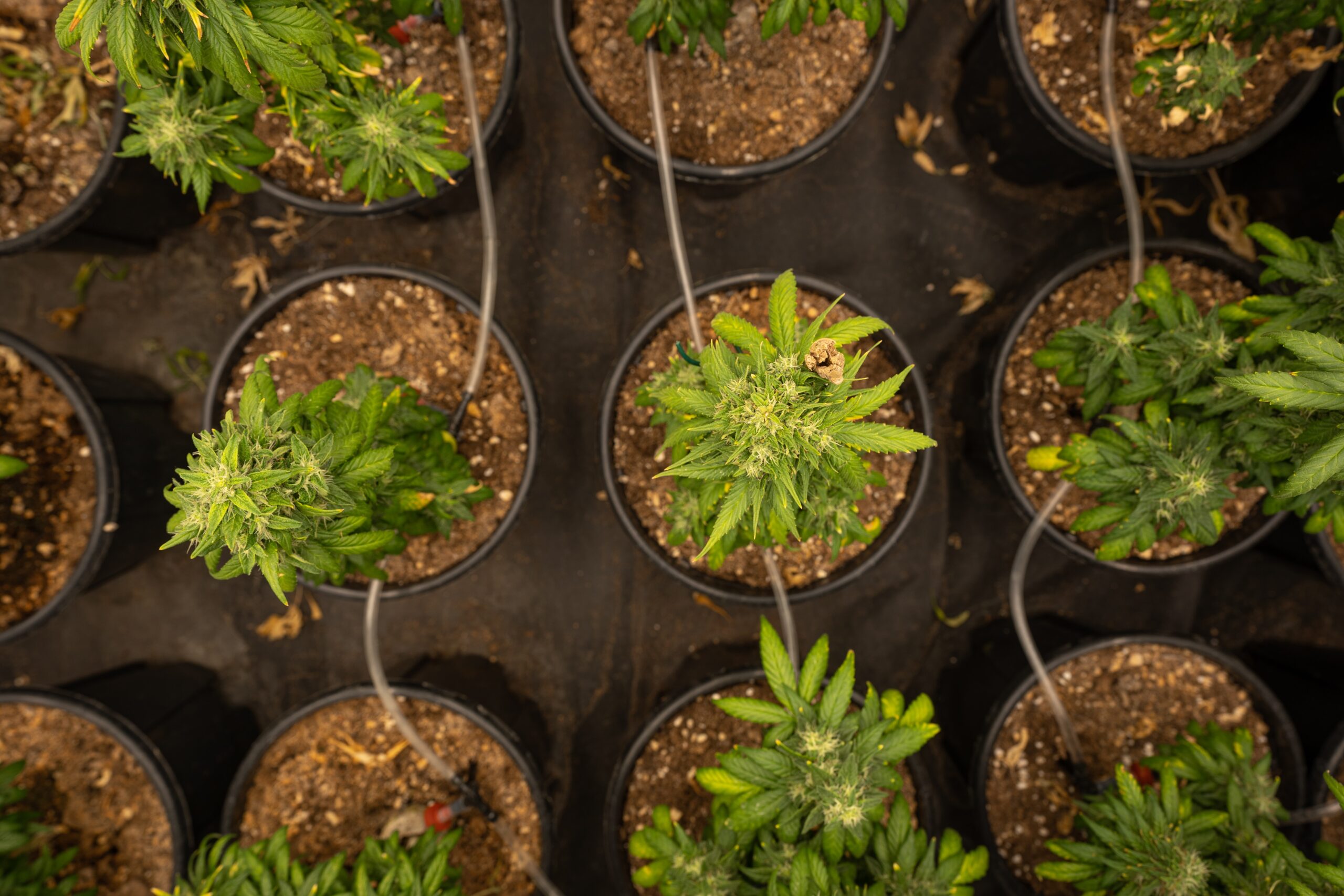 At Iced Out Genetics, we think you’ll agree that our cannabis seeds provide the best possible high. Our seeds use only the finest genetics and come at a great price—what else could you ask for? Come take a look for yourself