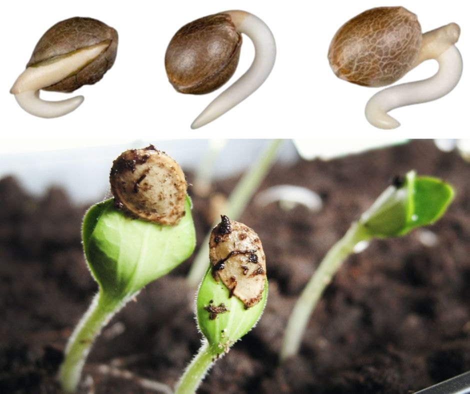 At Iced Out Genetics, we think you’ll agree that our cannabis seeds provide the best possible high. Our seeds use only the finest genetics and come at a great price—what else could you ask for? Come take a look for yourself