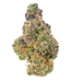Extreme Cream Strain