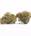 Face Off OG Strain