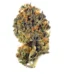 Forbidden Zkittlez Strain