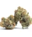 French Cookies Strain