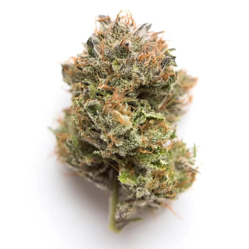 Gobbstopper Strain