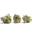 Golden Goat Strain
