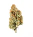 Gorilla Blue Strain