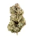 Grapefruit Durban Strain