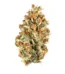 Great White Shark Strain