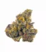 Gush Mints Strain