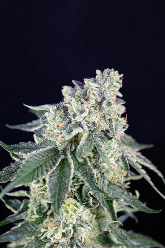 At Iced Out Genetics, we think you’ll agree that our cannabis seeds provide the best possible high. Our seeds use only the finest genetics and come at a great price—what else could you ask for? Come take a look for yourself