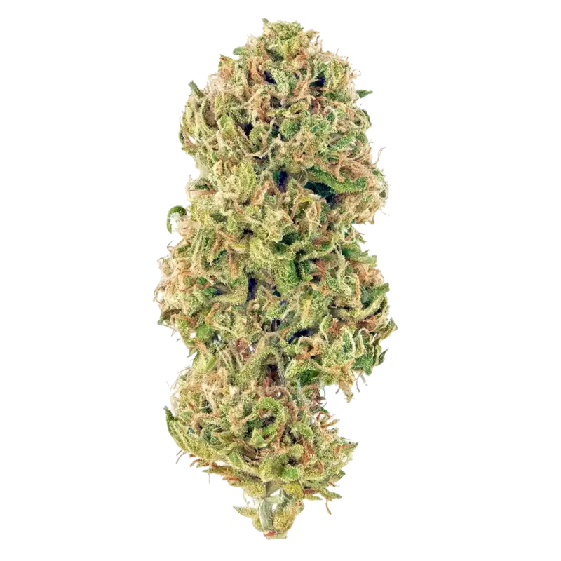 Huckleberry Strain
