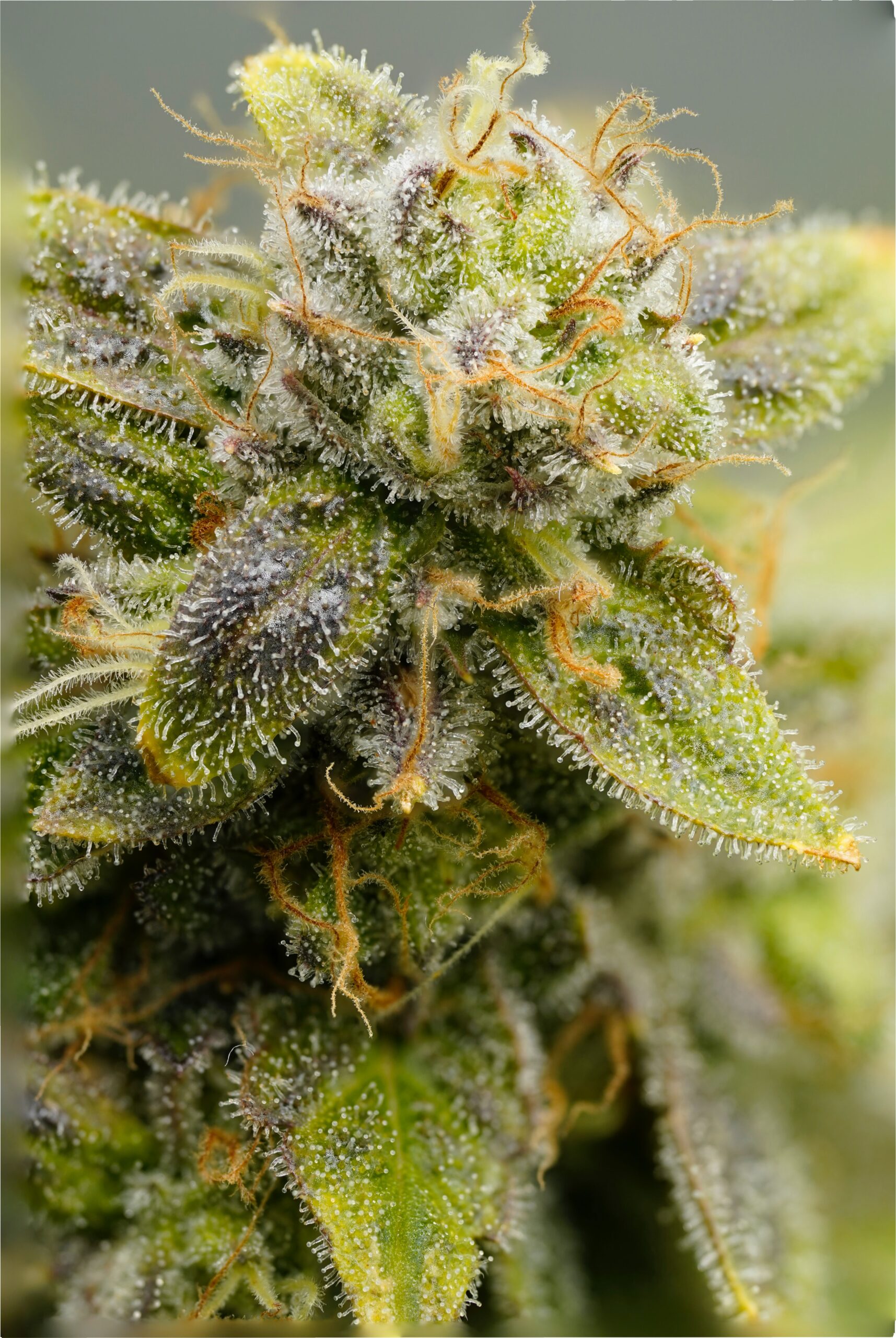 At Iced Out Genetics, we think you’ll agree that our cannabis seeds provide the best possible high. Our seeds use only the finest genetics and come at a great price—what else could you ask for? Come take a look for yourself