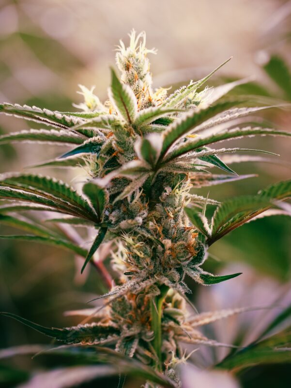 At Iced Out Genetics, we think you’ll agree that our cannabis seeds provide the best possible high. Our seeds use only the finest genetics and come at a great price—what else could you ask for? Come take a look for yourself
