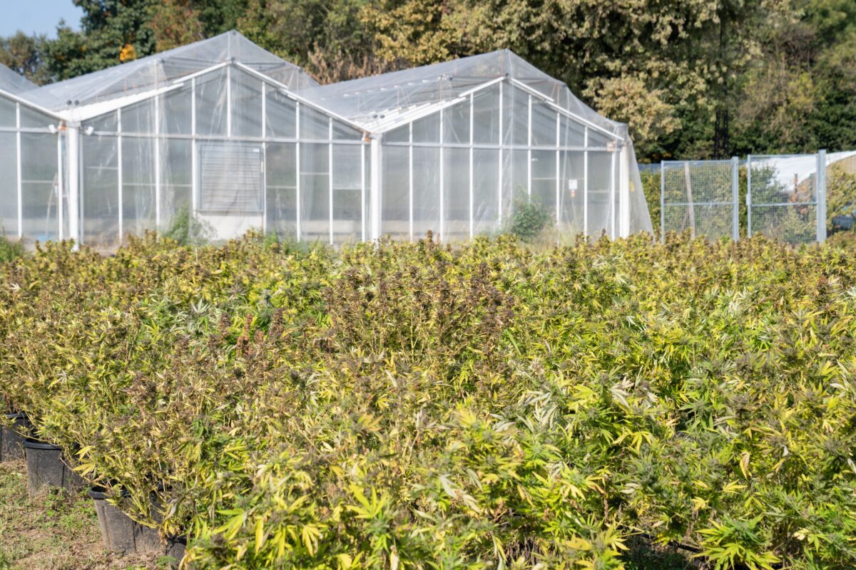 At Iced Out Genetics, we think you’ll agree that our cannabis seeds provide the best possible high. Our seeds use only the finest genetics and come at a great price—what else could you ask for? Come take a look for yourself