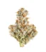J1 Strain