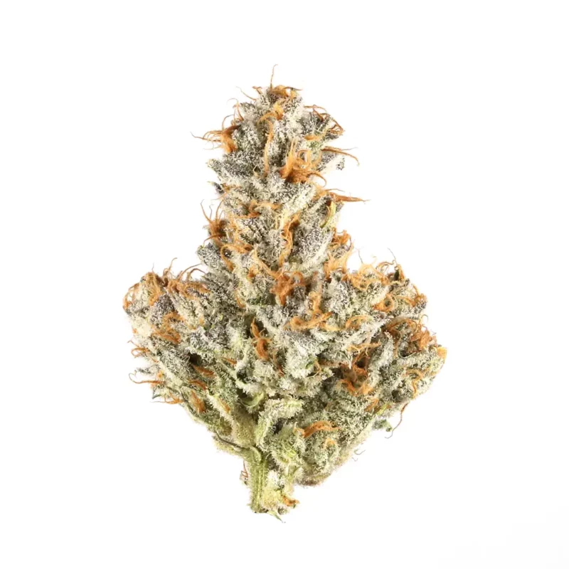 J1 Strain