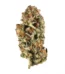 Jean Guy Strain