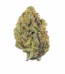 Jenny Kush Strain