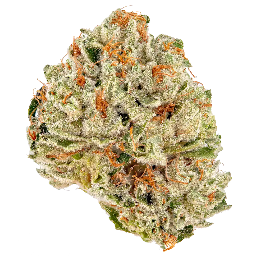 Julius Caesar Strain Julius Caesar Strain