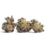 Koolato Strain