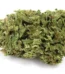 La Bomba Strain
