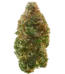 Mango Strain