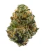 Marmalade Strain
