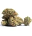 Mob Boss Strain