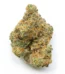 Moby Dick Strain